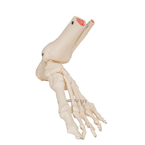 3B Scientific A31/1 Modelo Anatómico Humano - Esqueleto del Pie y Tobillo con Partes de Tibia y Fíbula Articulado + Software de Anatomía - 3B Smart Anatomy
