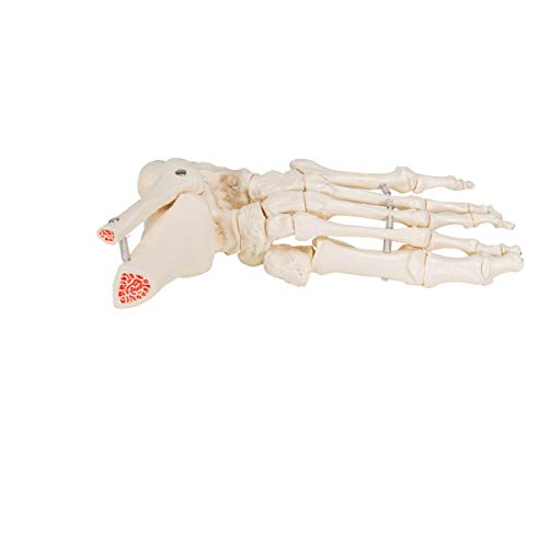 3B Scientific A31/1 Modelo Anatómico Humano - Esqueleto del Pie y Tobillo con Partes de Tibia y Fíbula Articulado + Software de Anatomía - 3B Smart Anatomy
