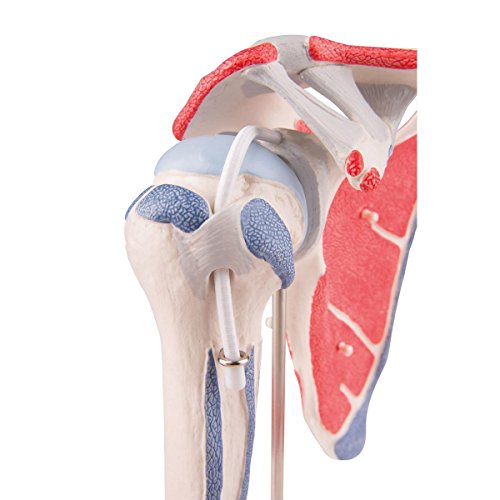3B Scientific A880 Modelo Anatómico Humano - Modelo de Articulación del Hombro Con Manguito Rotador, 4 Músculos Desmontables, 5 Partes + Software de Anatomía - 3B Smart Anatomy