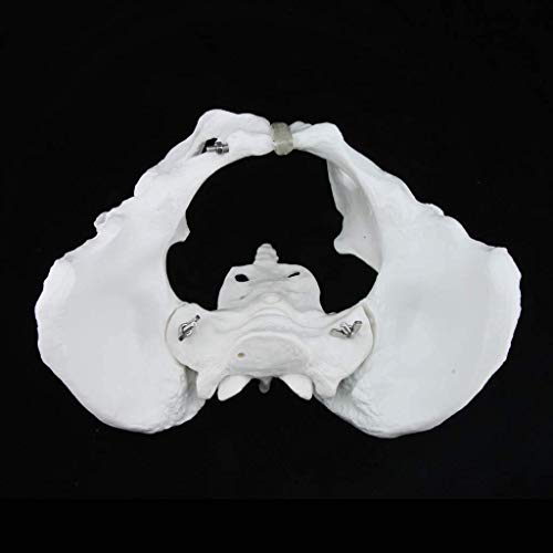 Anatomía Humana Pelvis Femenina Estatua Pelvis Femenina Sacro Pubis Modelo Modelo Educativo de tamaño Natural