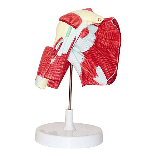 BJH Modelo de articulación de Hombro musculoso: Muestra la Musculatura Completa del Hombro Desde el Manguito rotador hasta los músculos subescapulares: Incluye Base para la enseñanza