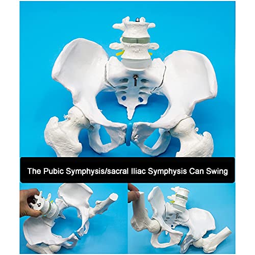 FGVBC Modelo de Pelvis Femenina - Modelo pélvico de Hueso de Cadera - con Columna Lumbar, articulación sacroilíaca del Pubis del Muslo móvil, para Entrenamiento de rehabilitación posparto