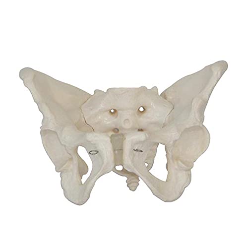 FHUILI Modelo de Pelvis Femenino - enseñanza médica Modelo de anatomía del Esqueleto Humano de la enseñanza médica - Huesos Pelvic de Adultos Obstetricia y ginecología Madriguera Pubis y Molde