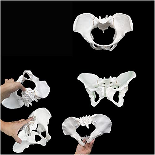 FHUILI Modelo de Pelvis Femenino - Modelo Educativo Pelvis Modelo de Hueso Humano - Banda de Goma giratoria Fija - para recuperación posparto Formación Profesor Pelvis-Pubic Separación ósea