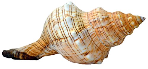 Ideas para regalo de Kaltner Präsente, concha Fasciolaria Trapezium, caracola trapecio, 17 cm