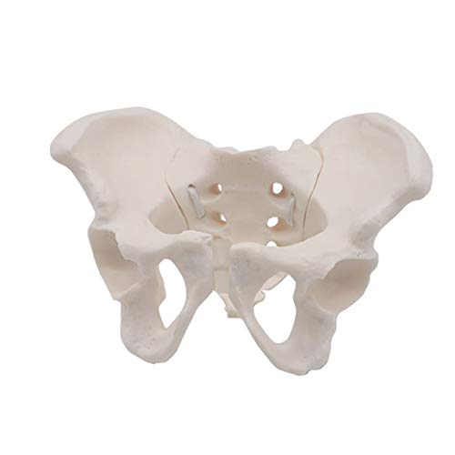 K99 Mini Modelo DE Pelvis - Modelo anatómico de Esqueleto pélvico Femenino - Réplica de tamaño de Vida de la anatomía Humana para la Entrenamiento de ginecología Doctor Regalo