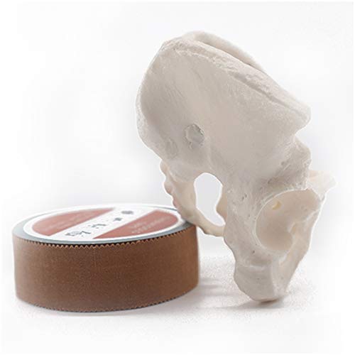 K99 Mini Modelo DE Pelvis - Modelo anatómico de Esqueleto pélvico Femenino - Réplica de tamaño de Vida de la anatomía Humana para la Entrenamiento de ginecología Doctor Regalo