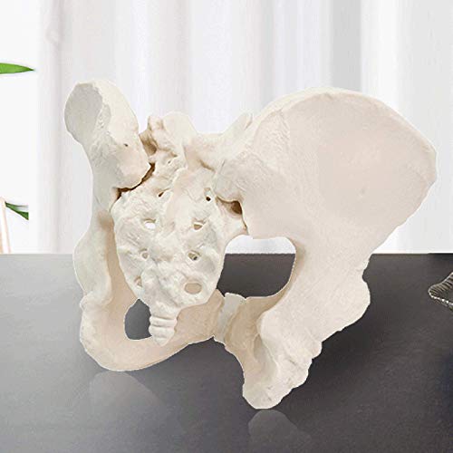 K99 Modelo anatómico de Esqueleto pélvico Femenino - Modelo de Pelvis dinámico - réplica ósea Humana anatómicamente precisa para la enseñanza, Herramienta de educación de anatomía