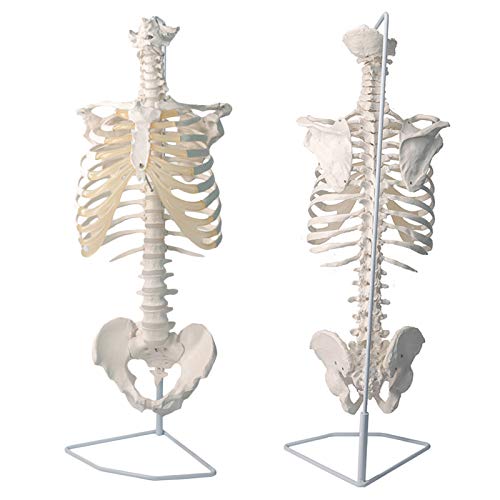 K99 Modelo de Hueso y cartílago de esternón - Modelo de Pelvis torácico dinámico - réplica de Hueso y cartílago anatómicamente precisos para la enseñanza, Herramienta de educación de anatomía