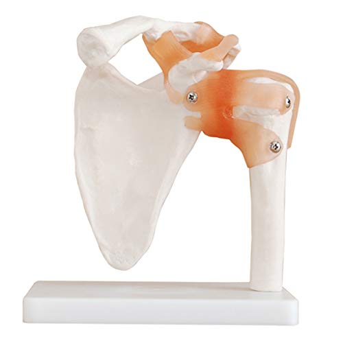 K99 Modelo de la articulación del Hombro - Modelo anatómico Humano - Tamaño de la Vida, Scapular Sketal Shoulletal Ligamento Ligamento Clavícula Cuerpo Humano Ortopédico Enseñanza