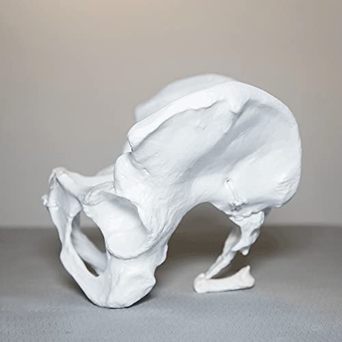K99 Modelo esquelético de Pelvis - Modelo anatómico de Esqueleto pélvico Femenino - Réplica de tamaño de Vida de la anatomía Humana para la Entrenamiento de ginecología Doctor Regalo