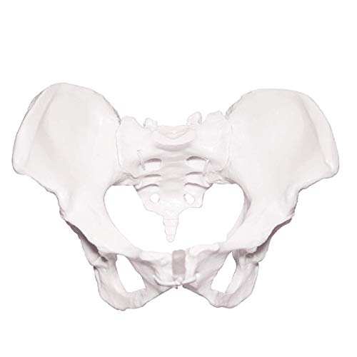 K99 Modelo esquelético de Pelvis - Modelo anatómico de Esqueleto pélvico Femenino - Réplica de tamaño de Vida de la anatomía Humana para la Entrenamiento de ginecología Doctor Regalo