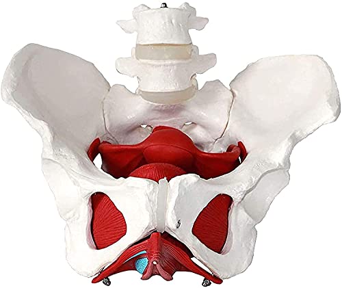Modelo anatómico de Pelvis Femenina Modelo de anatomía anatómica médica Entrenamiento de ginecología Regalo médico Pubis y órganos extraíbles Músculos del Suelo pélvico Modelo anatómico Suministros