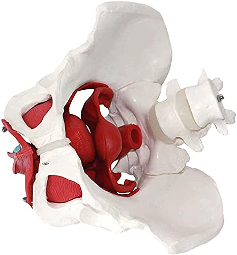 Modelo anatómico de Pelvis Femenina Modelo de anatomía anatómica médica Entrenamiento de ginecología Regalo médico Pubis y órganos extraíbles Músculos del Suelo pélvico Modelo anatómico Suministros