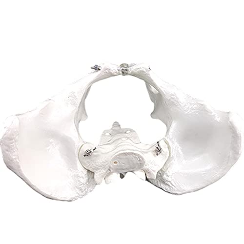 Modelo Anatómico Del Esqueleto Pélvico Femenino | Modelo De Cadera De Tamaño Natural | Músculos Del Suelo Pélvico Y Órganos Reproductivos Para Enseñar El Aprendizaje, Pantalla, 24,5 * 17 * 17 CM