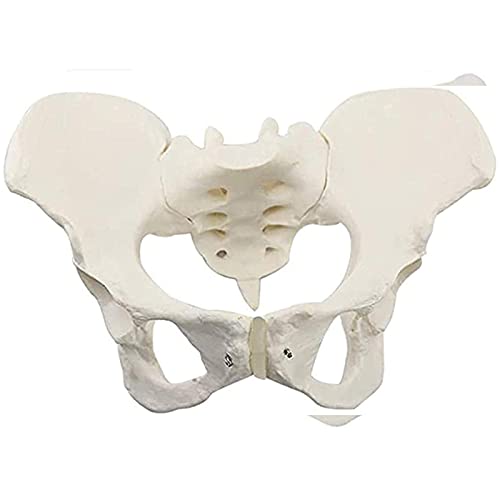 Modelo Anatómico Del Esqueleto Pélvico Femenino | Modelo De Cadera De Tamaño Natural | Músculos Del Suelo Pélvico Y Órganos Reproductivos Para Enseñar El Aprendizaje, Pantalla, 24,5 * 17 * 17 CM
