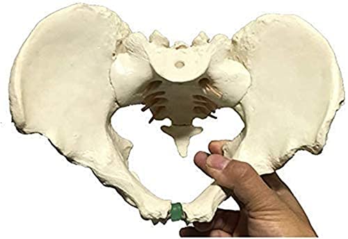 Modelo de anatomía, Modelo educativo Pelvis Skeleton Modelo Macho Pelvis Modelo Tamaño de Vida Hombre Hombre Hueso Pelvic Modelo Anatómico Anatomía Modelo Enseñanza Modelo Ciencia Enseñanza Capacitaci