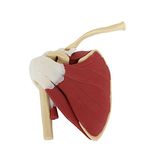 MTYQE Modelo de articulación del Hombro, articulación del Hombro Humano con Modelo de anatomía Muscular, Modelo médico de articulación del Hombro Humano anatómico con ligamento