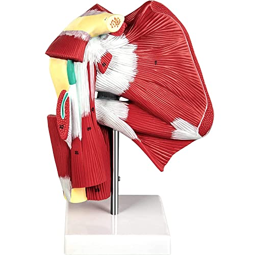 UIGJIOG Modelo De Hombro De PVC con Ligamentos,Modelo De Articulación De Los Hombros Musculosos De Muestra La Musculatura Completa del Hombro del Manguito Rotador A Los Músculos Subscapulares