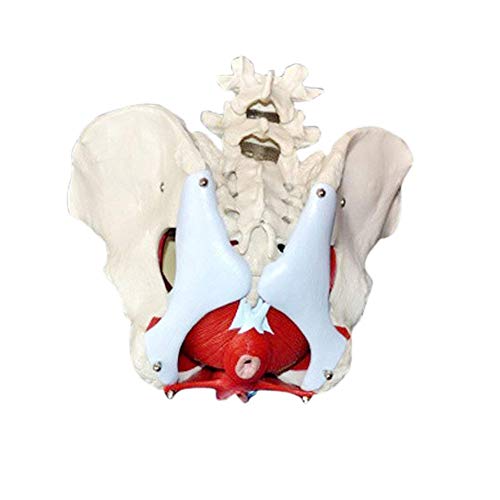 UIGJIOG Tamaño Vida Femenina De La Pelvis Model, Médico Y Órganos Desmontables Músculos del Suelo Pélvico Modelo Anatómico Material Laboratorio Ginecología Pubis Regalo De Entrenamiento