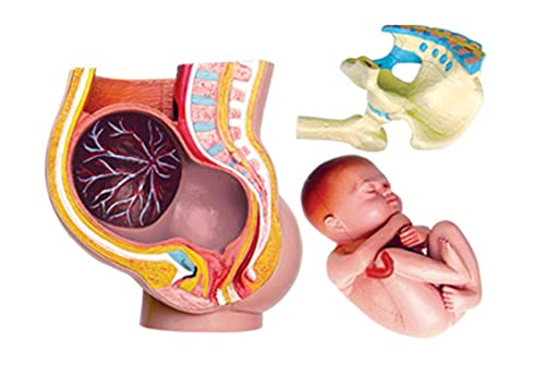 XIOFYA 4D Puzzle Vision Humano Embarazo Pelvis Anatomía Cuerpo Anatómico Enseñanza Modelo Biología Enseñanza Médico Enseñanza