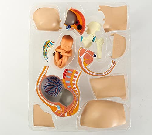 XIOFYA 4D Puzzle Vision Humano Embarazo Pelvis Anatomía Cuerpo Anatómico Enseñanza Modelo Biología Enseñanza Médico Enseñanza