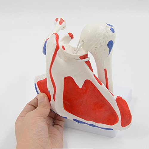 ZJM Modelo De Articulación del Hombro Humano De Tamaño Natural, Modelo De Anatomía De La Articulación del Hombro con Puntos De Inicio Y Finalización Muscular, Ligamentos Flexibles Y Desmontables