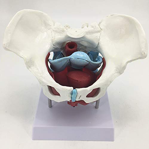 ZYYH Modelo de Pelvis Femenina con órganos, Pelvis Femenina y Modelos de músculos pélvicos Anatomía Humana Hueso médico, los órganos extraíbles Incluyen útero, Colon y vejiga.