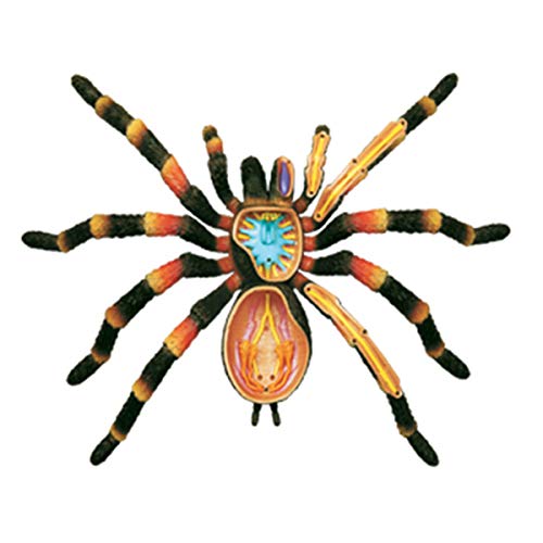 HARTI 4D Spider Animal Anatomy Modelo, Montaje De Inteligencia Juguete Animal Anatomía Kits Médico Enseñanza DIY Popular Ciencia Electrodomésticos, Detachable 33 Piezas Modelo Anatómico