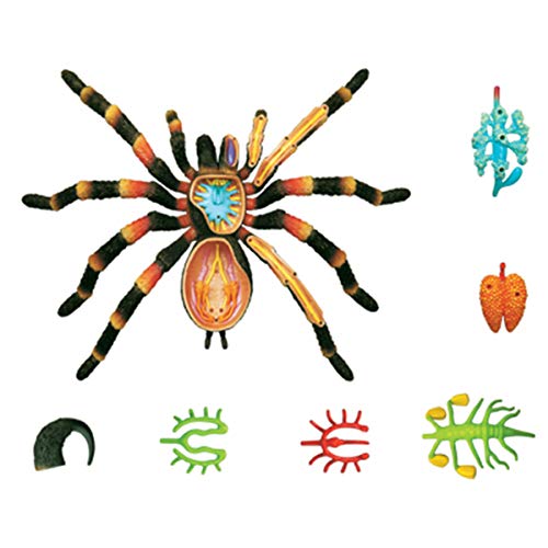 HARTI 4D Spider Animal Anatomy Modelo, Montaje De Inteligencia Juguete Animal Anatomía Kits Médico Enseñanza DIY Popular Ciencia Electrodomésticos, Detachable 33 Piezas Modelo Anatómico