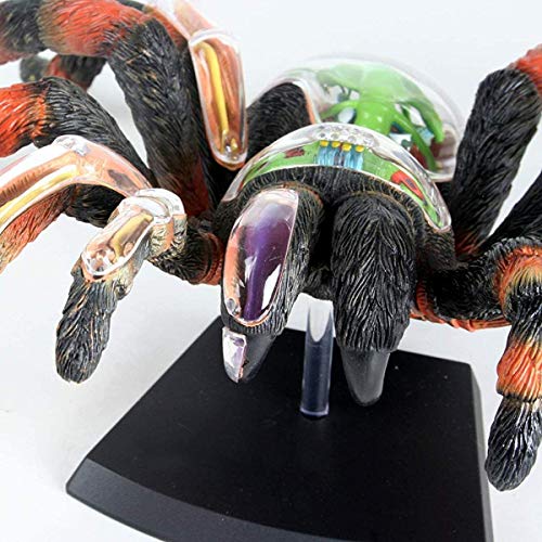 HARTI 4D Spider Animal Anatomy Modelo, Montaje De Inteligencia Juguete Animal Anatomía Kits Médico Enseñanza DIY Popular Ciencia Electrodomésticos, Detachable 33 Piezas Modelo Anatómico