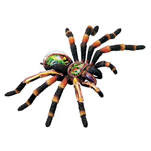 HARTI 4D Spider Animal Anatomy Modelo, Montaje De Inteligencia Juguete Animal Anatomía Kits Médico Enseñanza DIY Popular Ciencia Electrodomésticos, Detachable 33 Piezas Modelo Anatómico