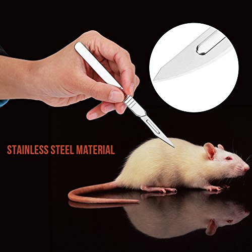 Herramientas de disección, 7 piezas Kit de disección de acero inoxidable Set Biology Student Lab Tools