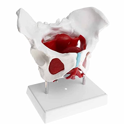 Modelo médico anatómico de Pelvis Femenina con órganos extraíbles y músculos del Suelo, Modelo de tamaño Natural para el Aula, la Escuela, la exhibición de enseñanza médica
