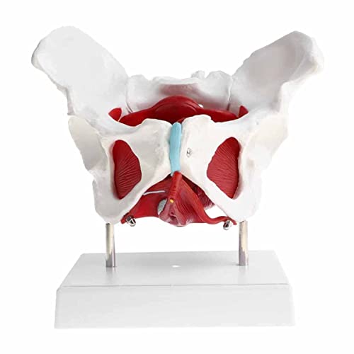Modelo médico anatómico de Pelvis Femenina con órganos extraíbles y músculos del Suelo, Modelo de tamaño Natural para el Aula, la Escuela, la exhibición de enseñanza médica