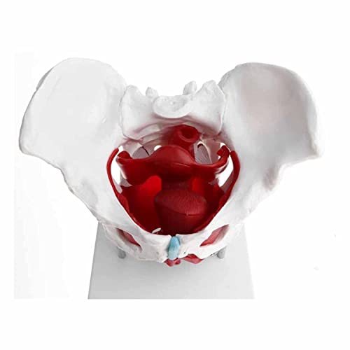 Modelo médico anatómico de Pelvis Femenina con órganos extraíbles y músculos del Suelo, Modelo de tamaño Natural para el Aula, la Escuela, la exhibición de enseñanza médica