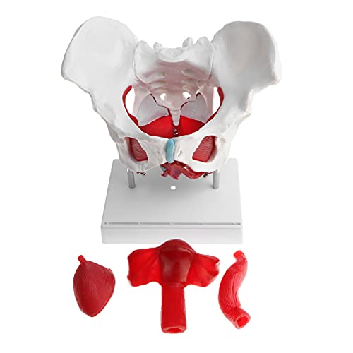 UIGJIOG 1: 1 Modelo de músculo del Suelo pélvico Femenino, Modelo de Pelvis Sacro Pubis, Kit de Modelo de Esqueleto de Mujer, útiles de Laboratorio, Herramienta de Aprendizaje Escolar