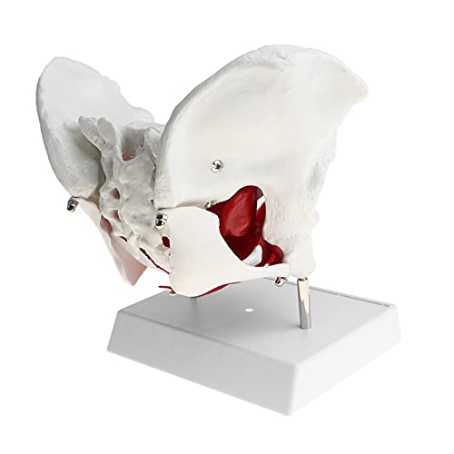 UIGJIOG 1: 1 Modelo de músculo del Suelo pélvico Femenino, Modelo de Pelvis Sacro Pubis, Kit de Modelo de Esqueleto de Mujer, útiles de Laboratorio, Herramienta de Aprendizaje Escolar