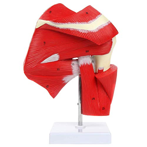 UIGJIOG Anatomía De Una Cadera Articulación Humana, Anatomía del Hombro Músculo Inicia Conjuntas Musculatura Completa del Manguito De Los Rotadores A Los Músculos Subescapular Se Enciende Base