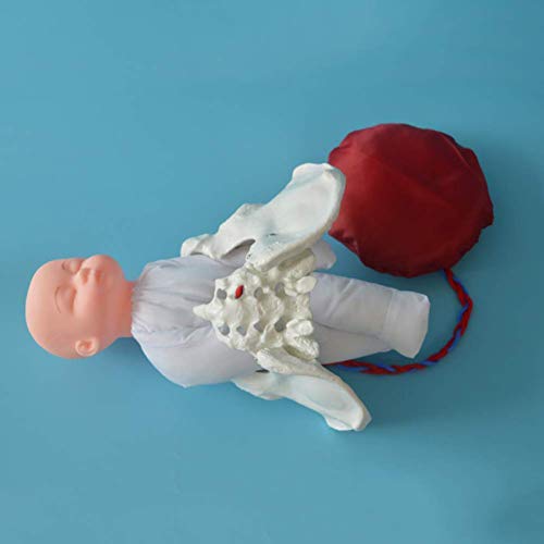 Uziqueif modelo de entrenamiento parto modelo pelvis femenina modelo parto, juego de demostración de nacimiento incluye modelos de pelvis femenina y bebé modelo y cordón umbilical placenta desmontable