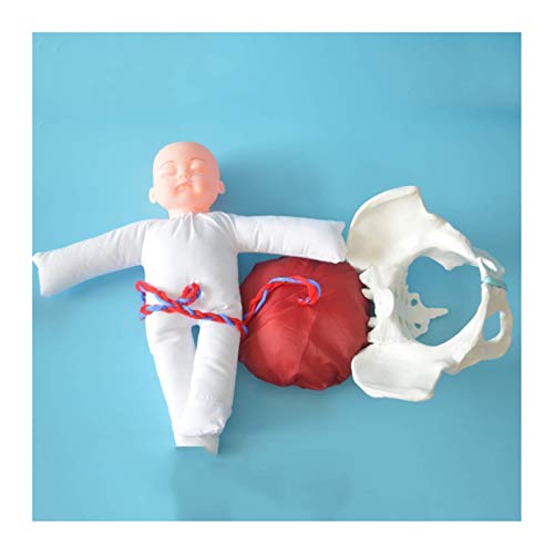 Uziqueif modelo de entrenamiento parto modelo pelvis femenina modelo parto, juego de demostración de nacimiento incluye modelos de pelvis femenina y bebé modelo y cordón umbilical placenta desmontable