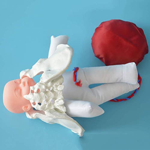 Uziqueif modelo de entrenamiento parto modelo pelvis femenina modelo parto, juego de demostración de nacimiento incluye modelos de pelvis femenina y bebé modelo y cordón umbilical placenta desmontable