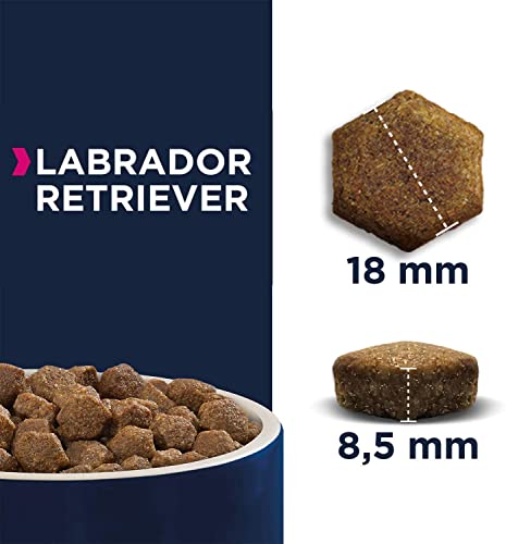 EUKANUBA Breed Specific Alimento seco para perros labrador retriever adultos, alimento para perros óptimamente adaptado a la raza 12 kg