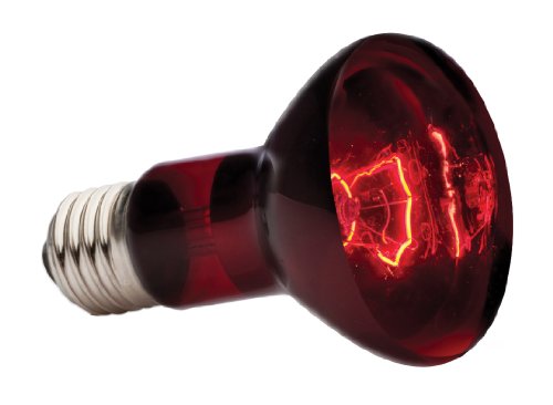EXO TERRA Infra-Rojo Nocturno Heat GLO, 50 W