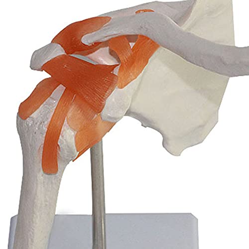 NTMD Modelo De Articulación De Hombro Humano, Tamaño Natural 1: 1 con Ligamento, Omóplato, Clavícula, Modelo De Húmero, Torso Humano, Modelo Corporal, Anatomía Corporal