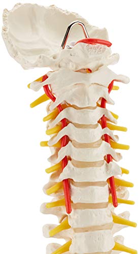 3B Scientific A58/1 Modelo Anatómico Humano - Columna Vertebral Humana Flexible, Versión Clásica + Software de Anatomía - 3B Smart Anatomy