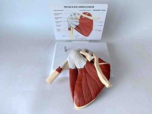 Articulación del hombro con músculos modelo, modelo de anatomía de la articulación del hombro musculoso | Muestra la musculatura completa del hombro desde el manguito rotador hasta los músculos subesc