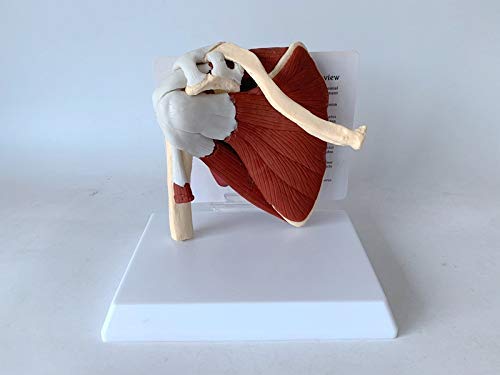 Articulación del hombro con músculos modelo, modelo de anatomía de la articulación del hombro musculoso | Muestra la musculatura completa del hombro desde el manguito rotador hasta los músculos subesc