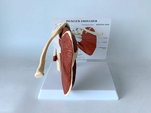 Articulación del hombro con músculos modelo, modelo de anatomía de la articulación del hombro musculoso | Muestra la musculatura completa del hombro desde el manguito rotador hasta los músculos subesc