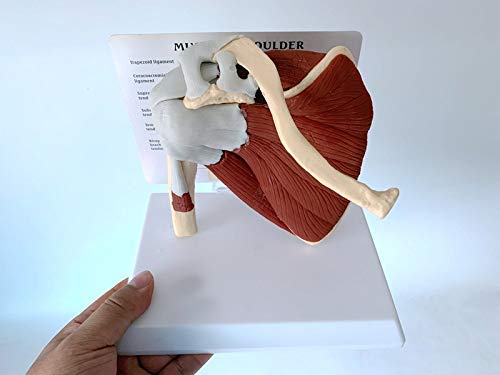 Articulación del hombro con músculos modelo, modelo de anatomía de la articulación del hombro musculoso | Muestra la musculatura completa del hombro desde el manguito rotador hasta los músculos subesc